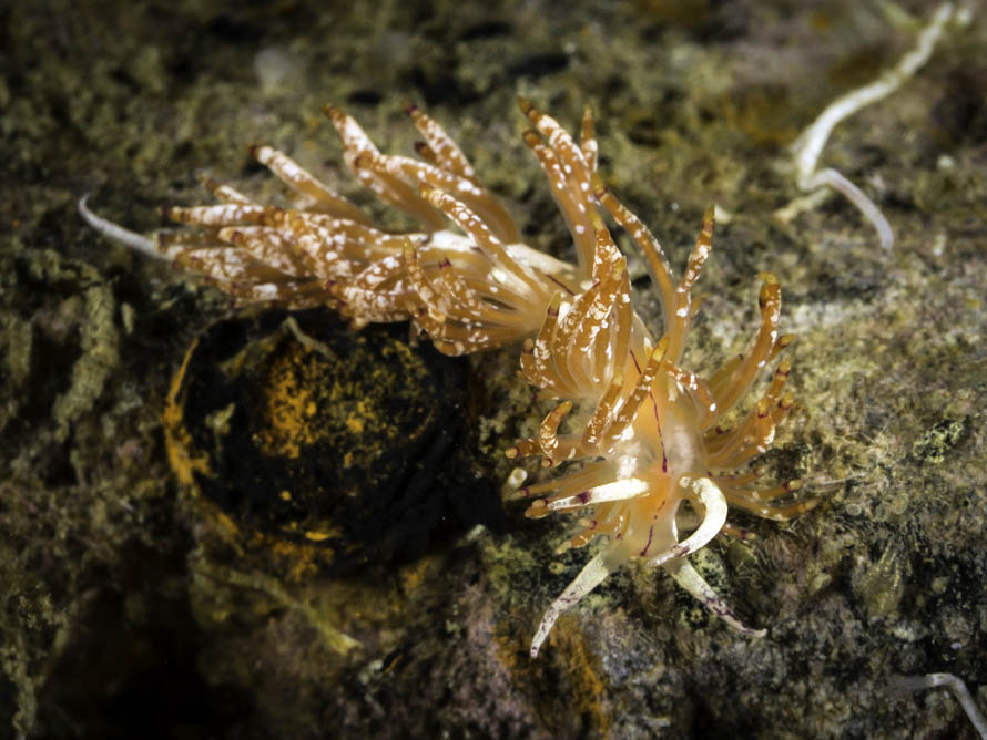 Unidentia sp. A